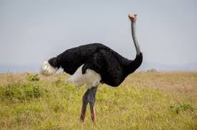 6 Days  Samburu, Lake Nakuru  and Amboseli Safari